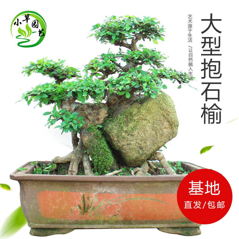 抱石榆树盆景成型抱石榆造型奇异漂亮少见高档精品耐寒好养