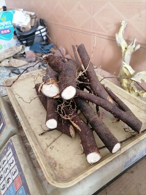 油桐根，新鲜现挖桐油树纯根桐子树根高同子根500克包邮中药材