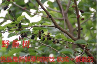 新鲜桑树枝  桑枝棒桑棍子中药材 500克下单上山采包邮