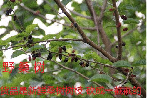 新鲜桑树枝桑枝桑枝棒桑棍子