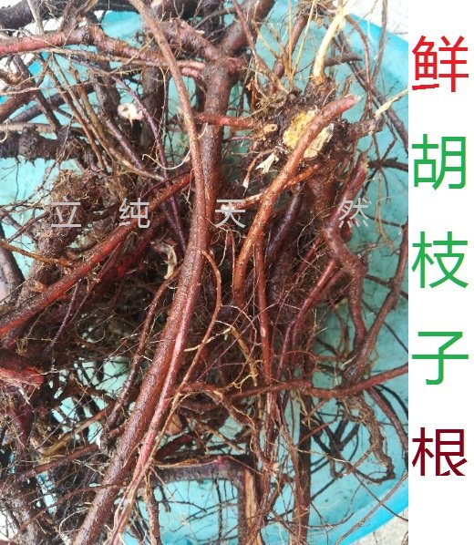 大叶胡枝子树根乌梢马料梢活血丹根胡枝子根中药材500克包邮