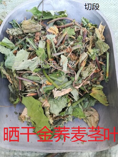 金荞茎叶苦荞麦积食口臭草苗晒干中草药材250克包邮