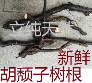 胡颓子根现采新鲜楼豆树根羊奶子树根500克中药材包邮