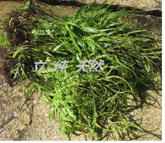 井边草新鲜中药材包邮