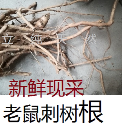 新鲜 枸骨根 十大功劳树根鸟不宿 老鼠刺树根 中药材250克