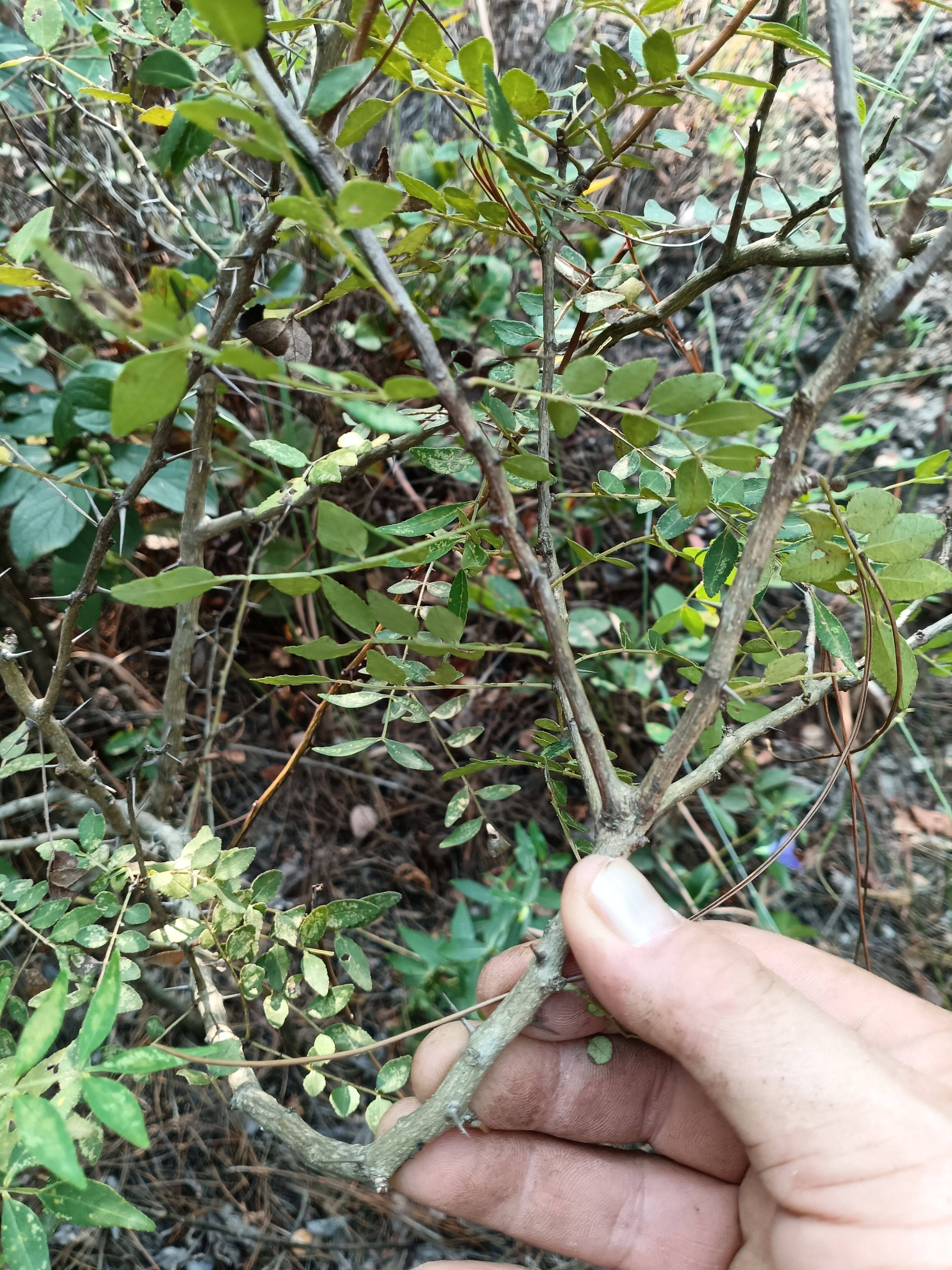 山花椒枝梗,新鲜野花椒有刺枝条500克中药材(另可供山花椒根)