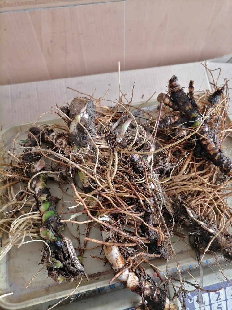 不剪须新鲜臭蒲根，水菖蒲白浦根500克中药材现采，非石菖蒲