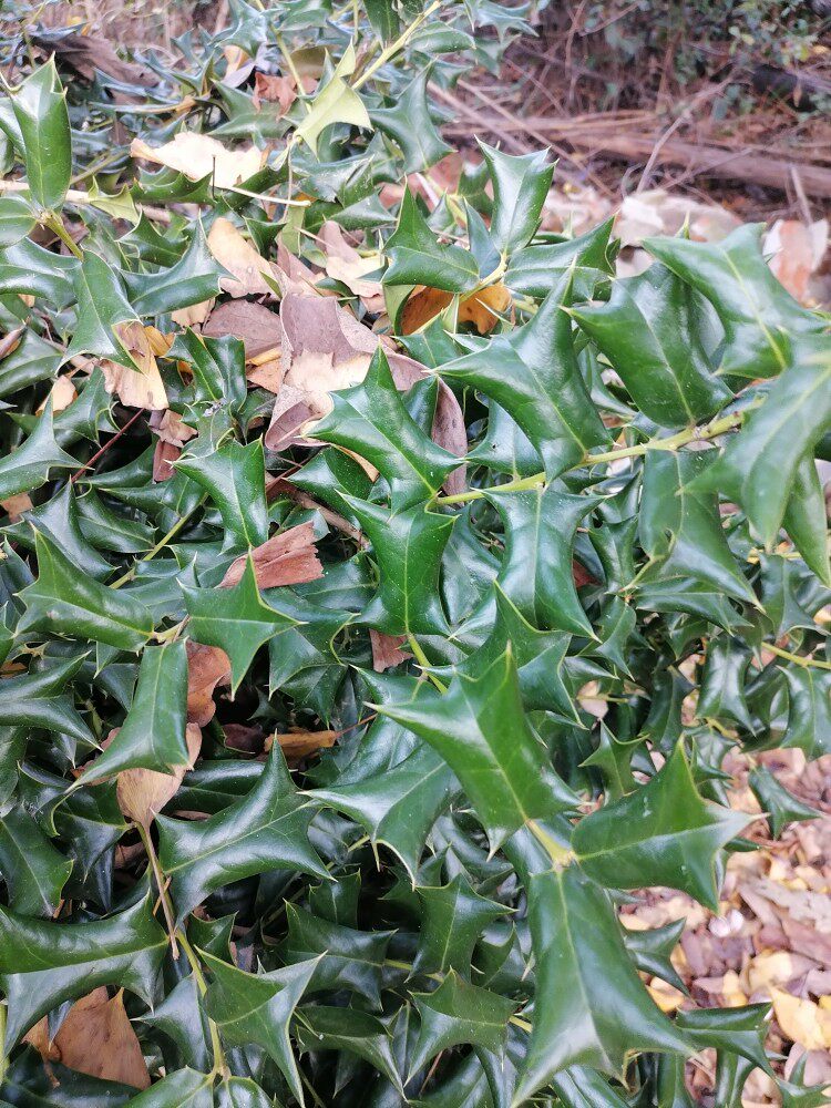 大功叶 老鼠刺叶 猫耳刺叶 枸骨树叶 新鲜500克货含嫩枝