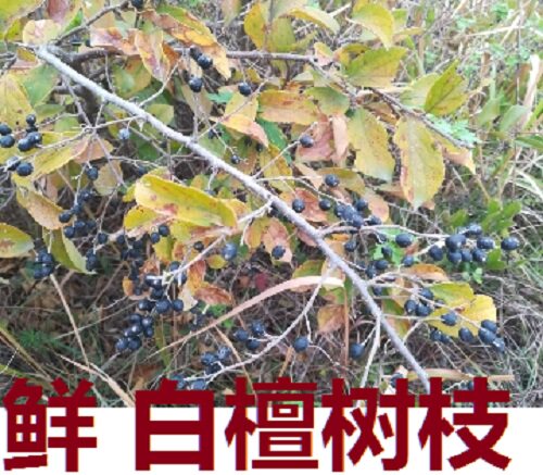 白檀树枝新鲜中草药材乌子树大撵药白檀香嫩枝杆棍500克包邮