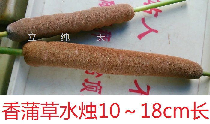 蒲黄中药材蒲棒香菖蒲包草果花穗