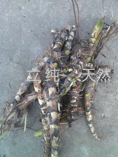 臭蒲根 新鲜泥菖莆白菖水菖蒲草根剪须非石菖中药材500克包邮