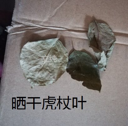 虎杖叶片晒干苦杖顺筋龙叶顺筋灵叶子野生大别山中药材250克包邮