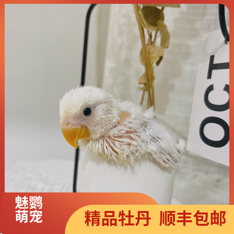牡丹鹦鹉幼鸟半毛紫罗兰蓝熏紫蓝伊莎松石蓝闪蓝银闪派宠物鸟活物