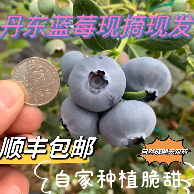 丹东特产现摘新鲜脆甜蓝莓花香L25农场自销顺丰包邮