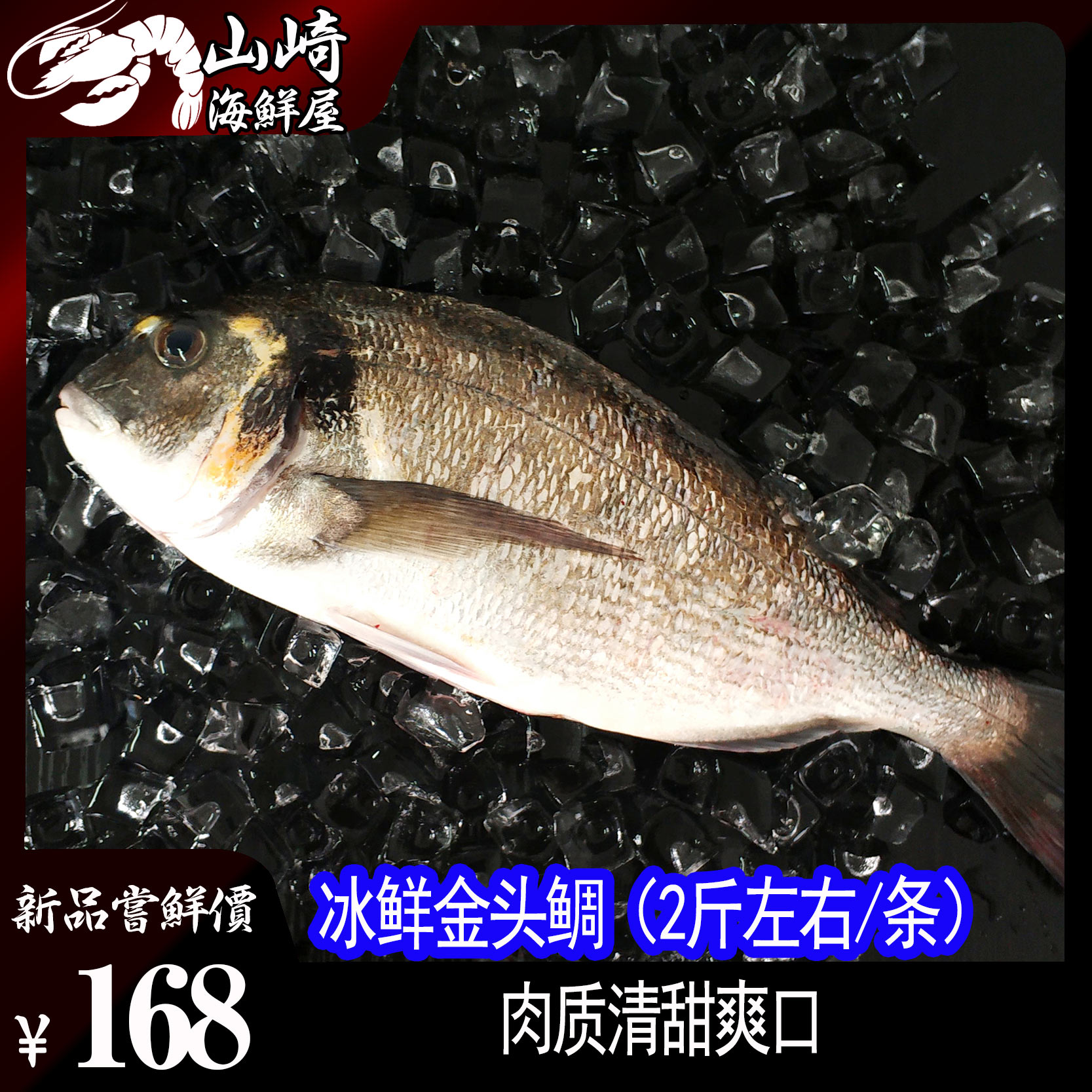 【冰鲜金头鲷鱼】(约1.5-1.8斤/条)冰鲜刺身加工即食生鱼片