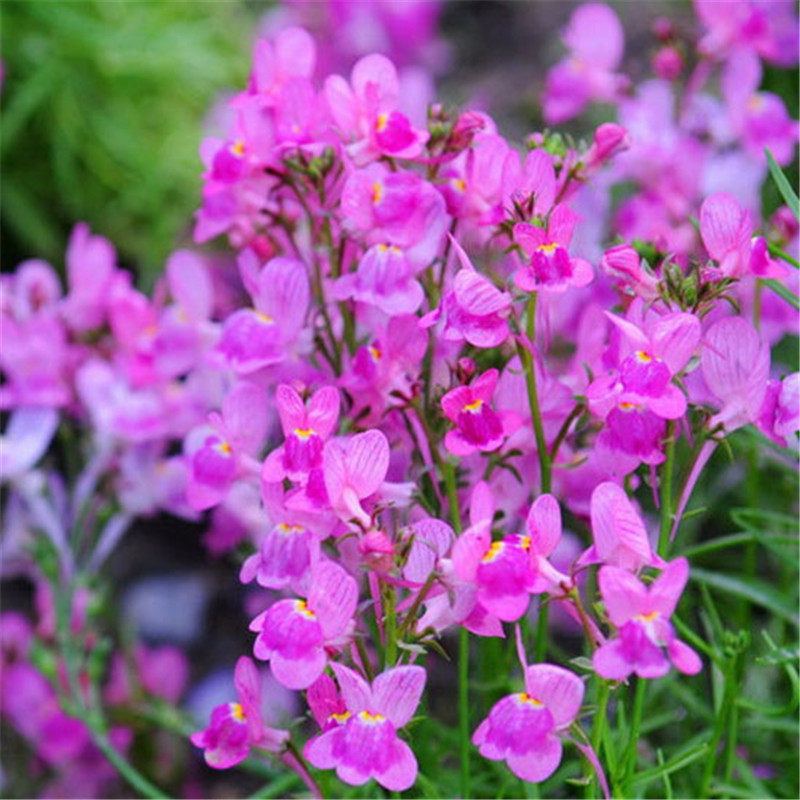 散装风铃花种子 风铃草 矮雪轮 高雪轮 柳穿鱼花 柳穿鱼种子包邮