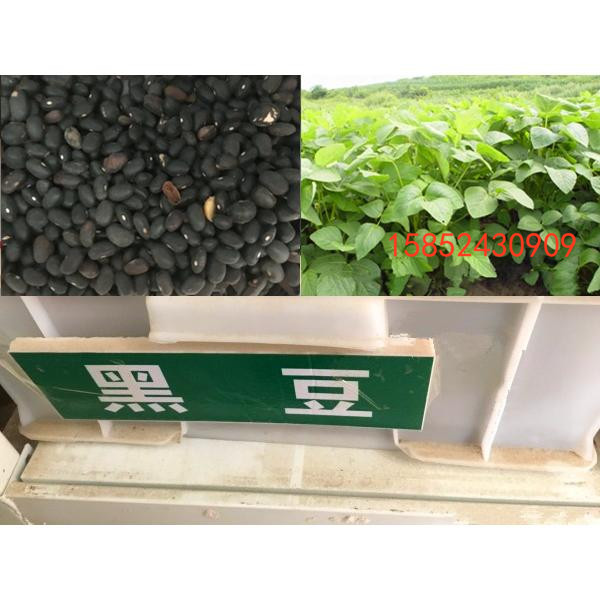黑豆种子墨西哥玉米草种子黑麦草牧草种子紫花苜蓿苏高丹皇竹草