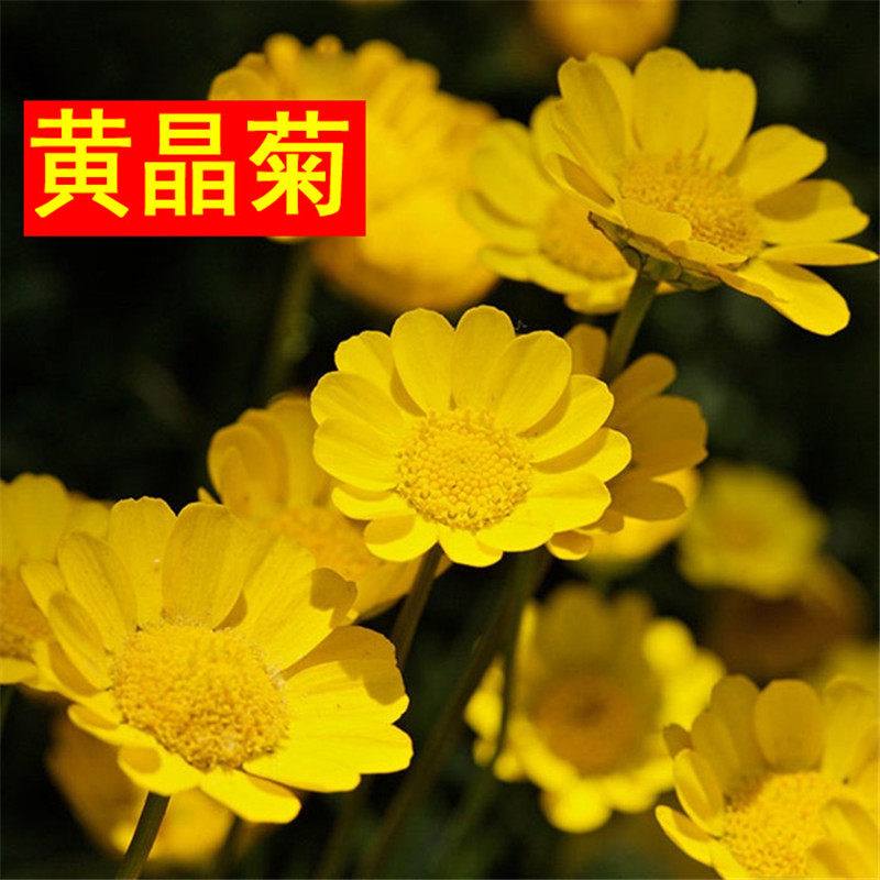 黄晶菊种子春俏菊秋播花卉耐寒鲜花种子园林园艺景观花海草花籽