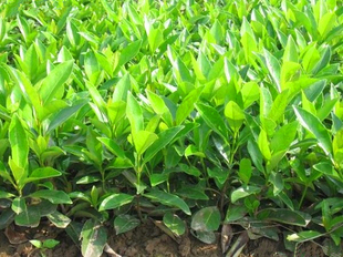 法国冬青种子 冬青种子 冬青卫矛种子 红果冬青 冬青树种子包邮