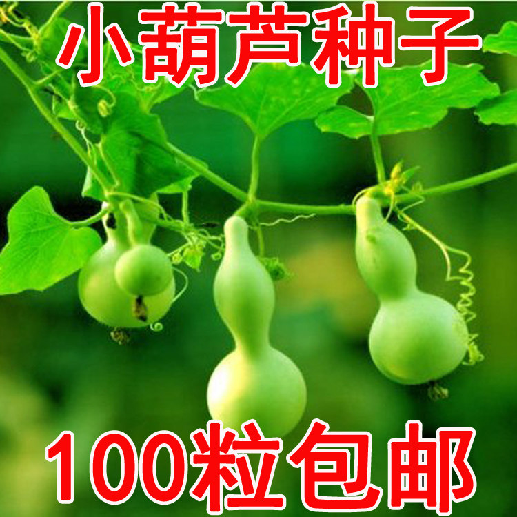 蔬菜种籽大葫芦种子观赏小葫芦西葫芦瓠子四季可播