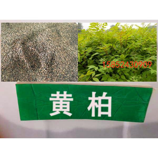 黄柏种子 黄檗 元柏 檗木 黄菠萝 绿化行道林木苗木树种子 包邮