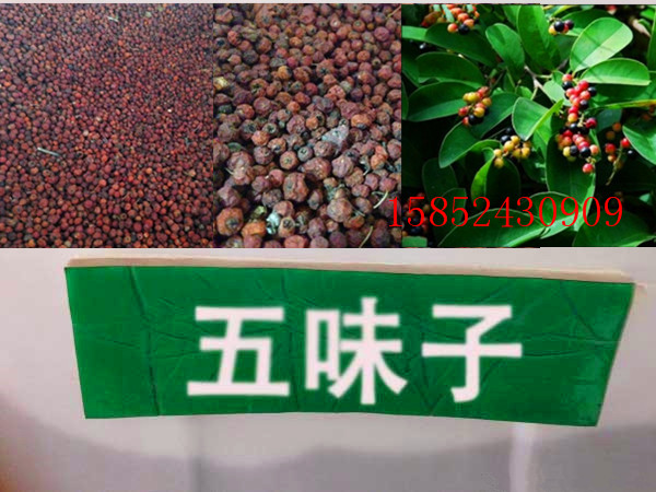 五味子种子 滋补肝肾 五梅子 山花椒 壮味种子 散装出售 可泡酒