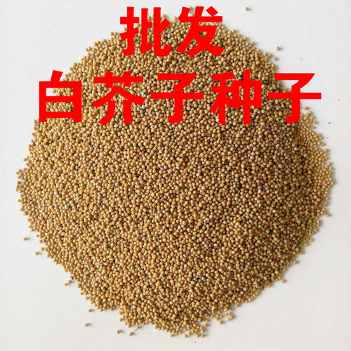 新采药材种籽白芥子黄芥子荆芥种子四季可播易种植中草药品种包邮