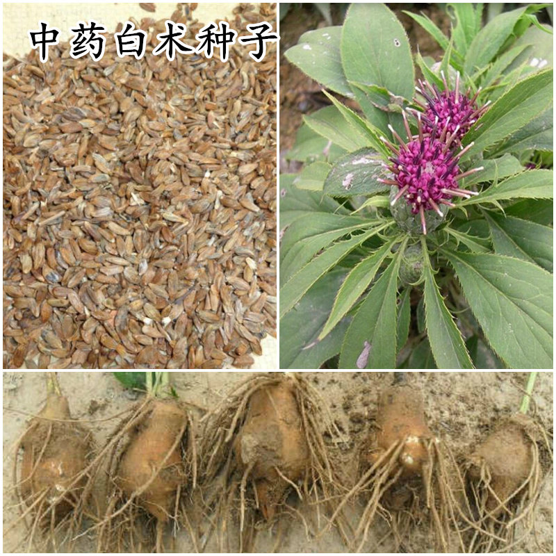 白术种子苗包邮中药材桴蓟于术冬白术淅术杨桴山蓟杨枹蓟山芥新采