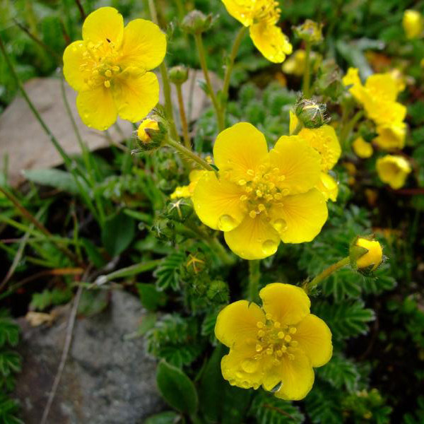多年生草本药材籽委陵菜种子翻白草白头翁蛤蟆草天青地白四季播种