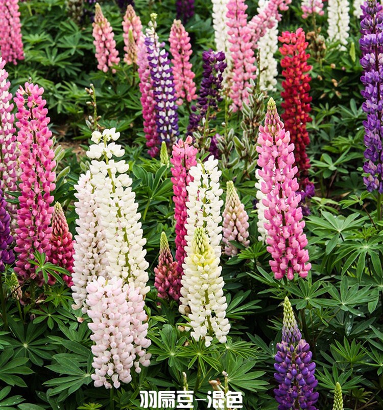 户外花草种易种四季多年生草本羽家庭园艺种子