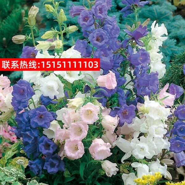 风铃草种子 丛生蓝色 风铃花种子阳台盆栽春容易种花卉花草种子