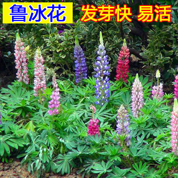 新品鲁冰花种子多年生耐寒花卉四季易种春夏播季种花海羽扇豆种籽