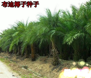 热带椰子布迪椰子种子 原产地巴西果实可提取果酱和果冻 冻子椰子