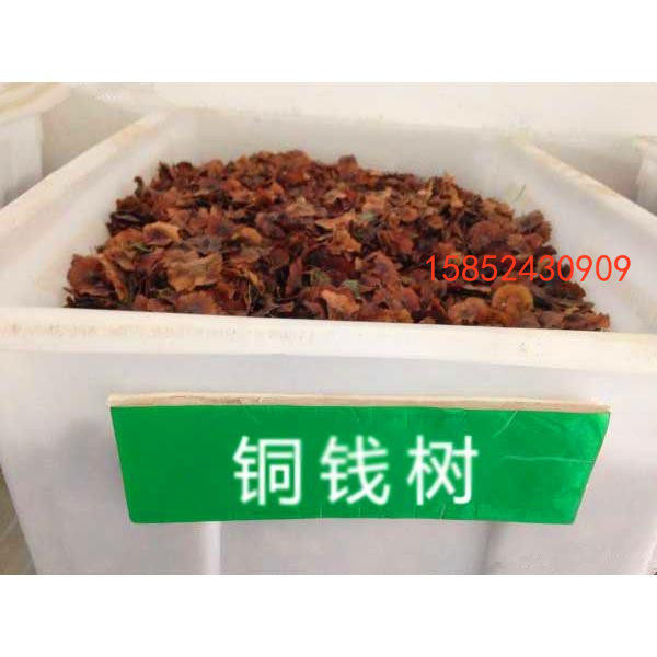 铜钱树种子 金钱树种子 金钱树 摇钱树 金钱槭 绿化林木种子
