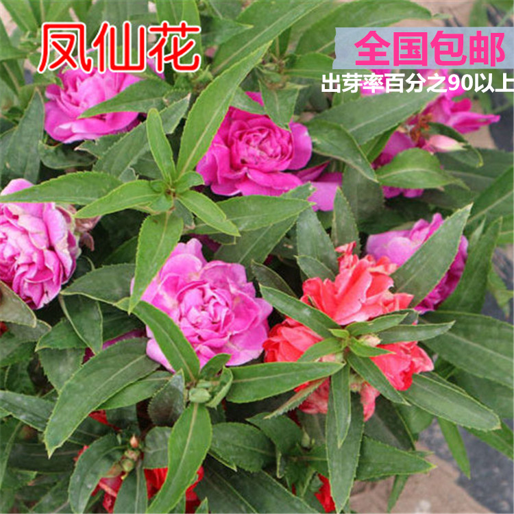 凤仙花种子四季种易活草花种子室内外阳台盆栽绿植庭院花卉