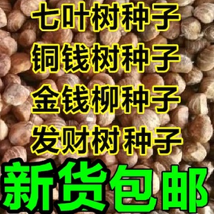 七叶树种子 红花 籽 铜钱树种子  青钱柳 金钱柳种子 发财树种子