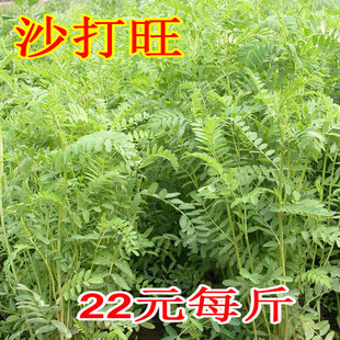 沙打旺种子 多年生牧草 绿肥草 护坡草 耐寒耐旱耐盐碱种子