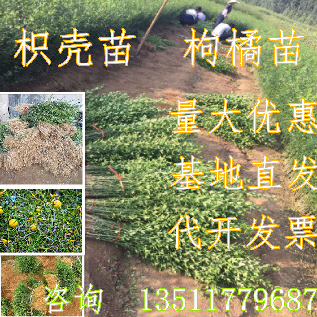 枸橘苗 枳壳苗 绿篱带刺树苗 篱笆栅栏铁篱寨枳实苗嫁接护院植物
