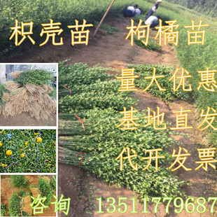 枸橘苗 枳壳苗 绿篱带刺树苗 篱笆栅栏铁篱寨枳实苗嫁接护院植物