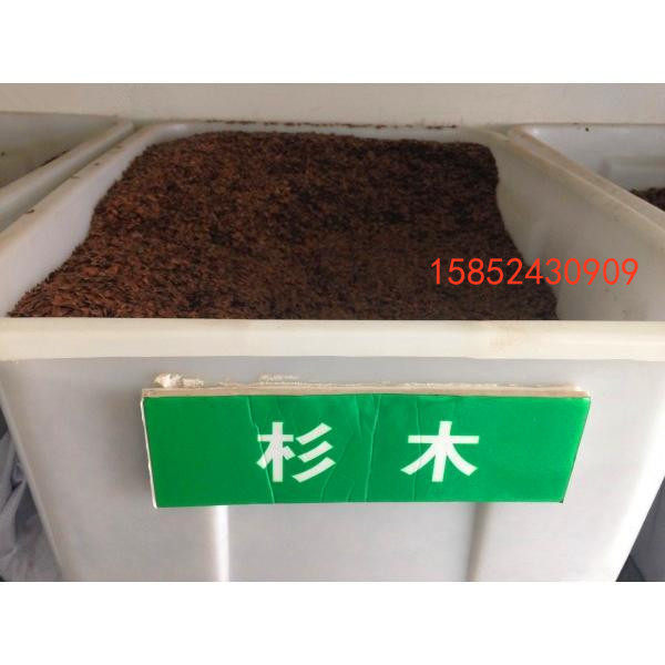 杉树种子 杉木种子 刺杉种子 沙木种子 沙树种子香杉新种子包发芽