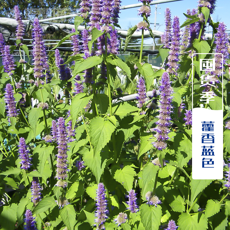 藿香正气草种子 具薄荷香味 药材种子 猫把蒿种子 野菜种子