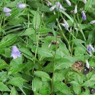 散装中药材种子南沙参种子  轮叶沙参种子 泡参种子 泡沙参种子