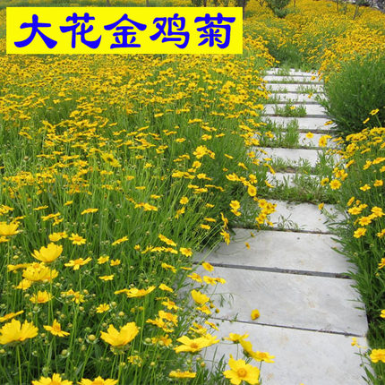 金鸡菊种子多年生宿根草本花卉春夏秋播种易种菊花种籽