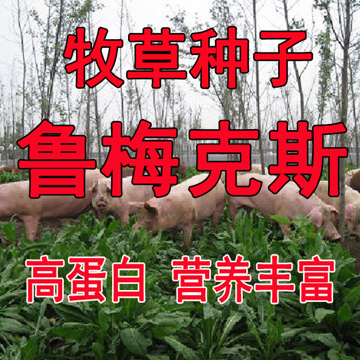 鲁梅克斯种子俄罗斯饲料菜 菊苣 黑麦草多年生四季牧草鸡鸭鹅包邮
