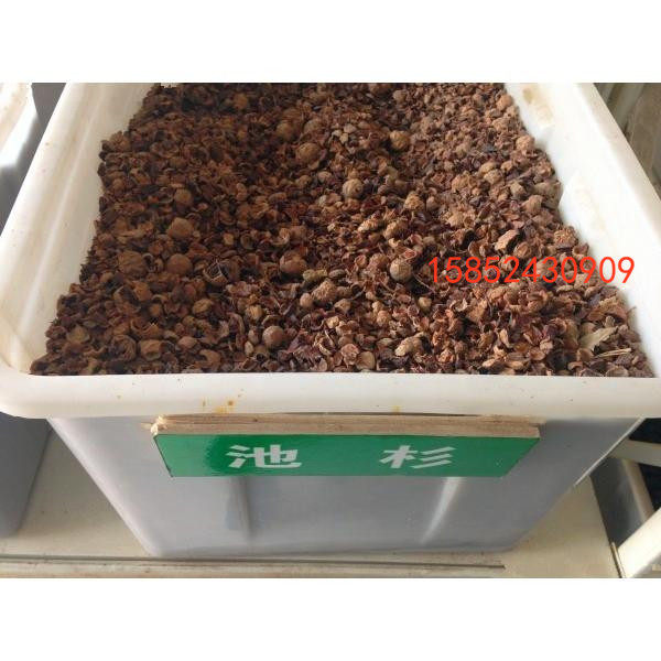 新采池杉种子 杉树种子 迟杉种子 松柏类种子 造林种子 林木树种