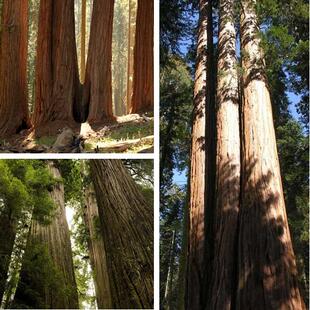 杉木种子 美国巨型红杉树种子 莎木杉树种子 北美沙树巨大高的树