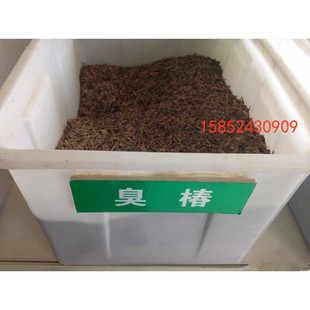 新采一级臭椿种子 臭椿树种子 去翅膀净种子 绿化苗木树种子 包邮