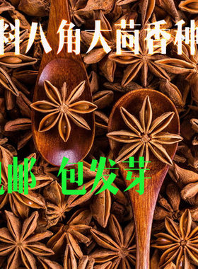 散装大茴香种子 八角茴香大茴香八角 八角树八角种子 包邮