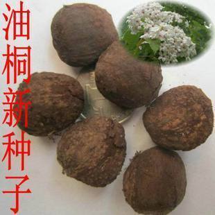 林木种子新采优质油桐种子油桐树种子桐油树种子桐子树光桐木油树