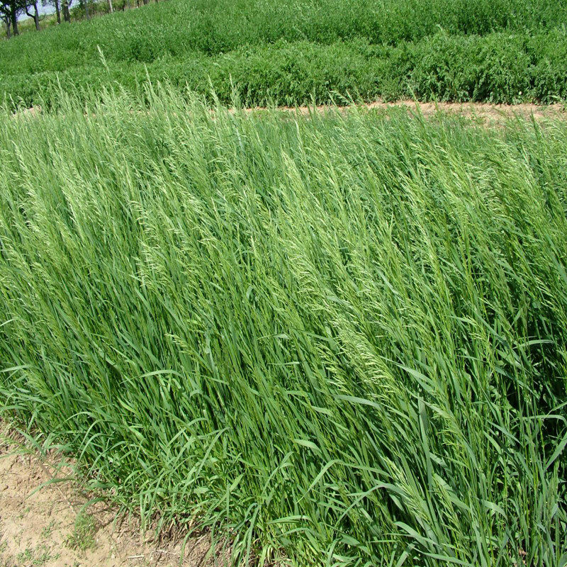 牧草种子无芒雀麦雀麦草种子产量高耐低温优质种籽芽率好量大从优